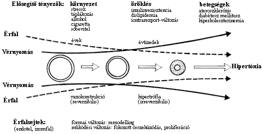 vazopresszin hipertónia