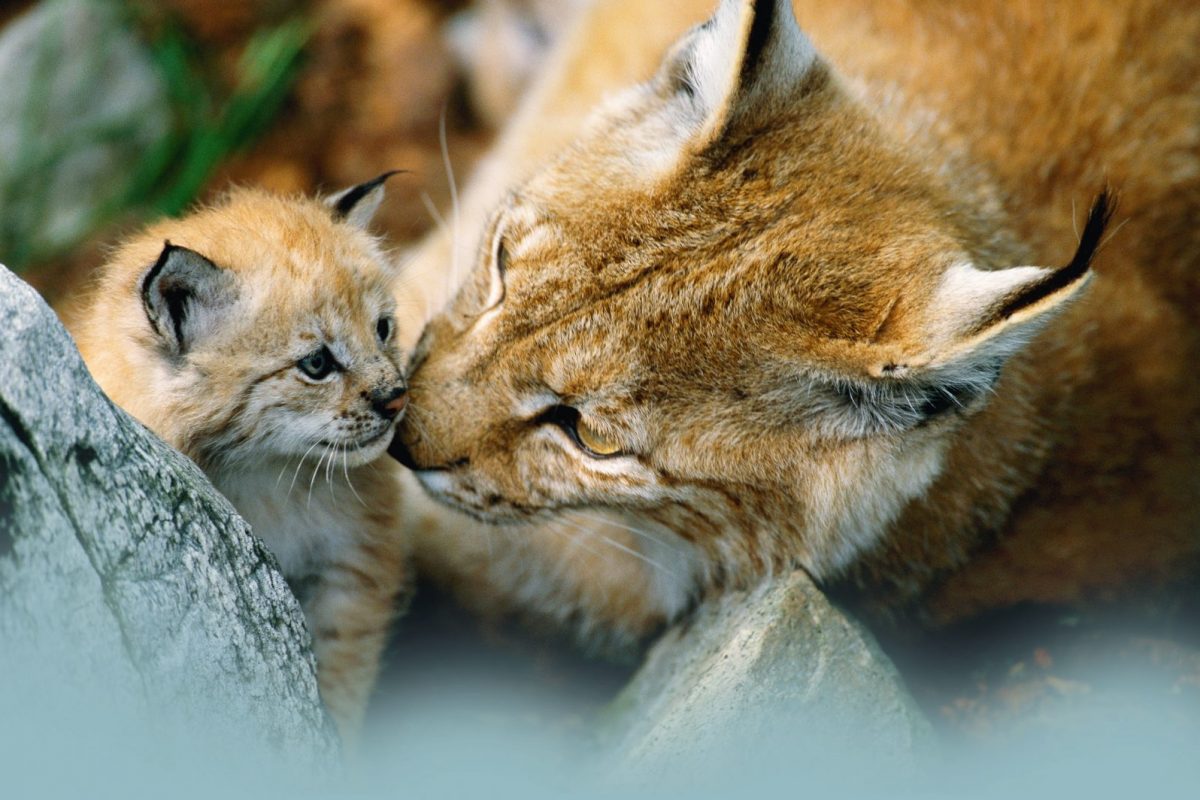 Európai vizsgálatok a nagyragadozók titkosügynökéről – A nevem Lynx, Lynx lynx